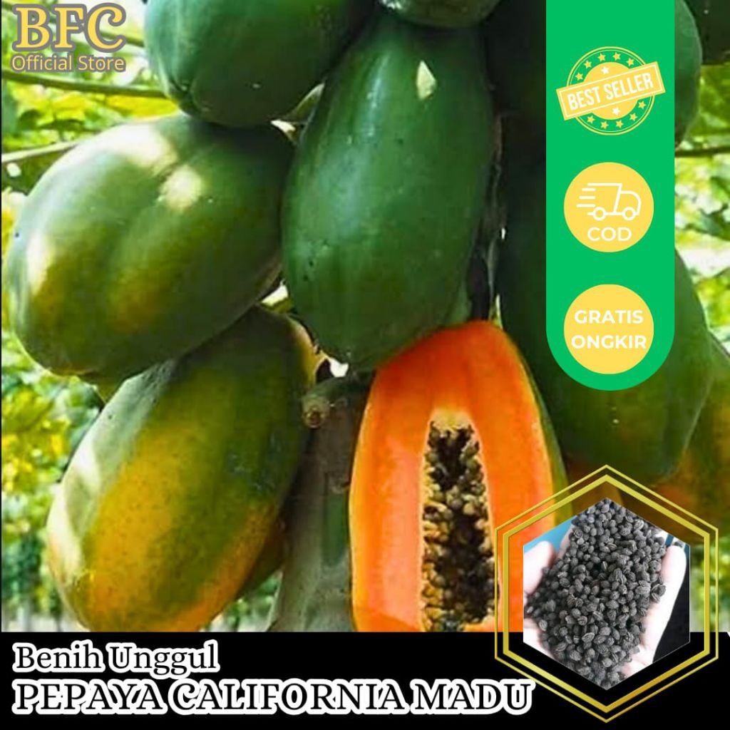 (BFC) 50 Biji Benih Pepaya Madu / Pepaya California Bibit Unggul