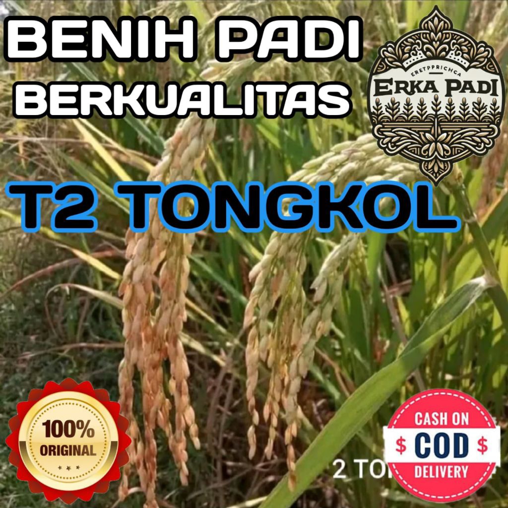 BENIH PADI T2 TONGKOL BERKUALITAS ORIGINAL KEMASAN 5KG
