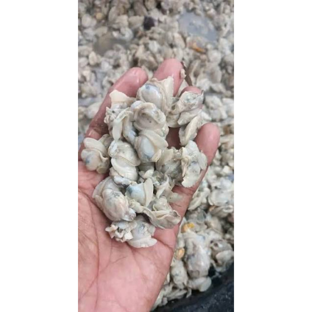 Kerang Remis atau Tahu kupas / Segar Dari Pasar Induk Langsung
