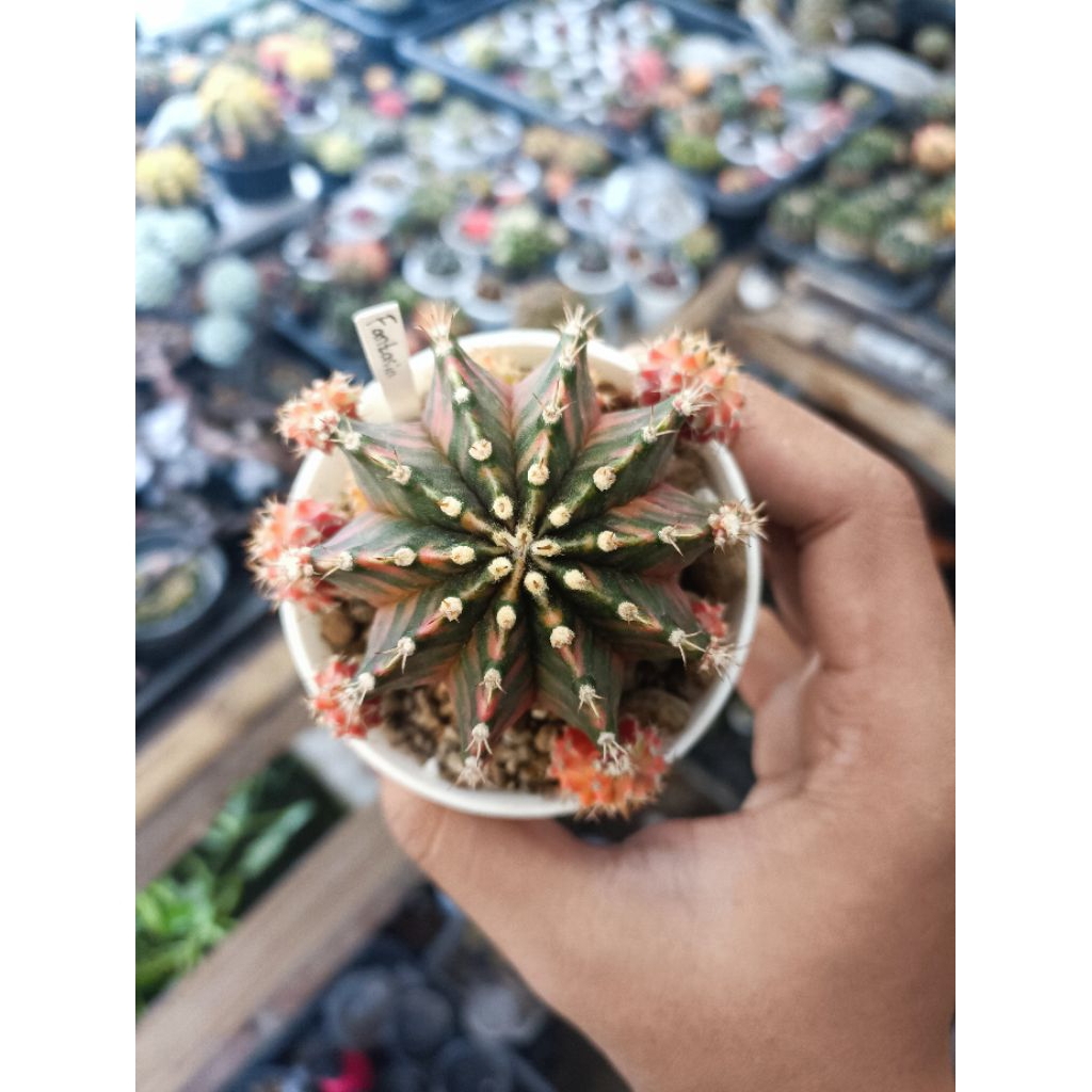 gymno fantasia / gimnocalycium miha fantasia