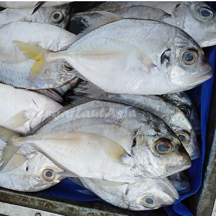 Ikan Kuwe Segar Ikan Kuwe Gepeng Ikan kue 1Kg