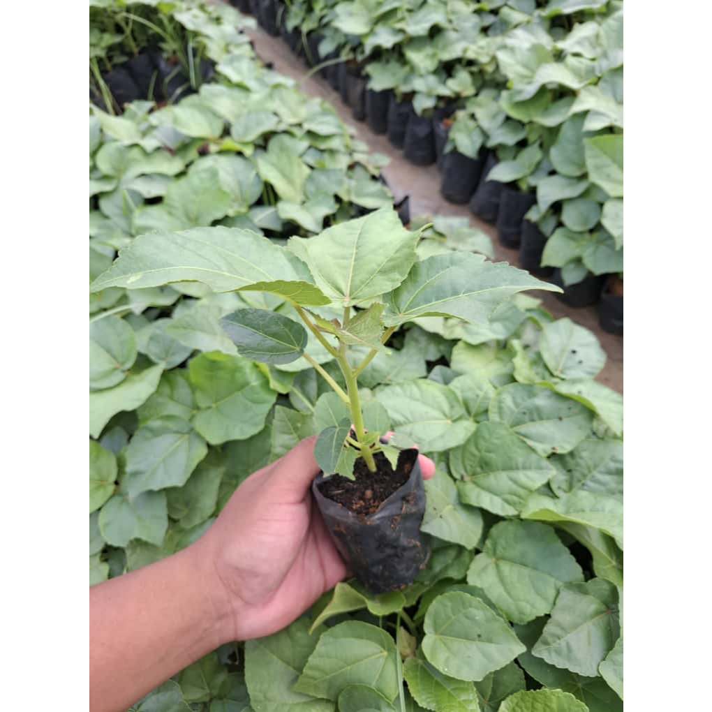 Bibit Kayu Balsa Termurah