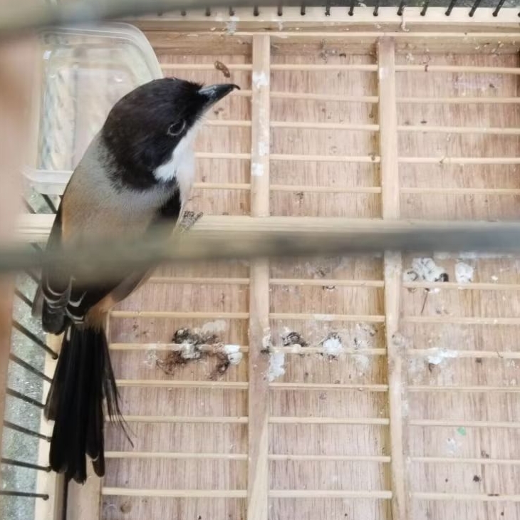 CENDET PENTET MADURA FULL KEPALA HITAM