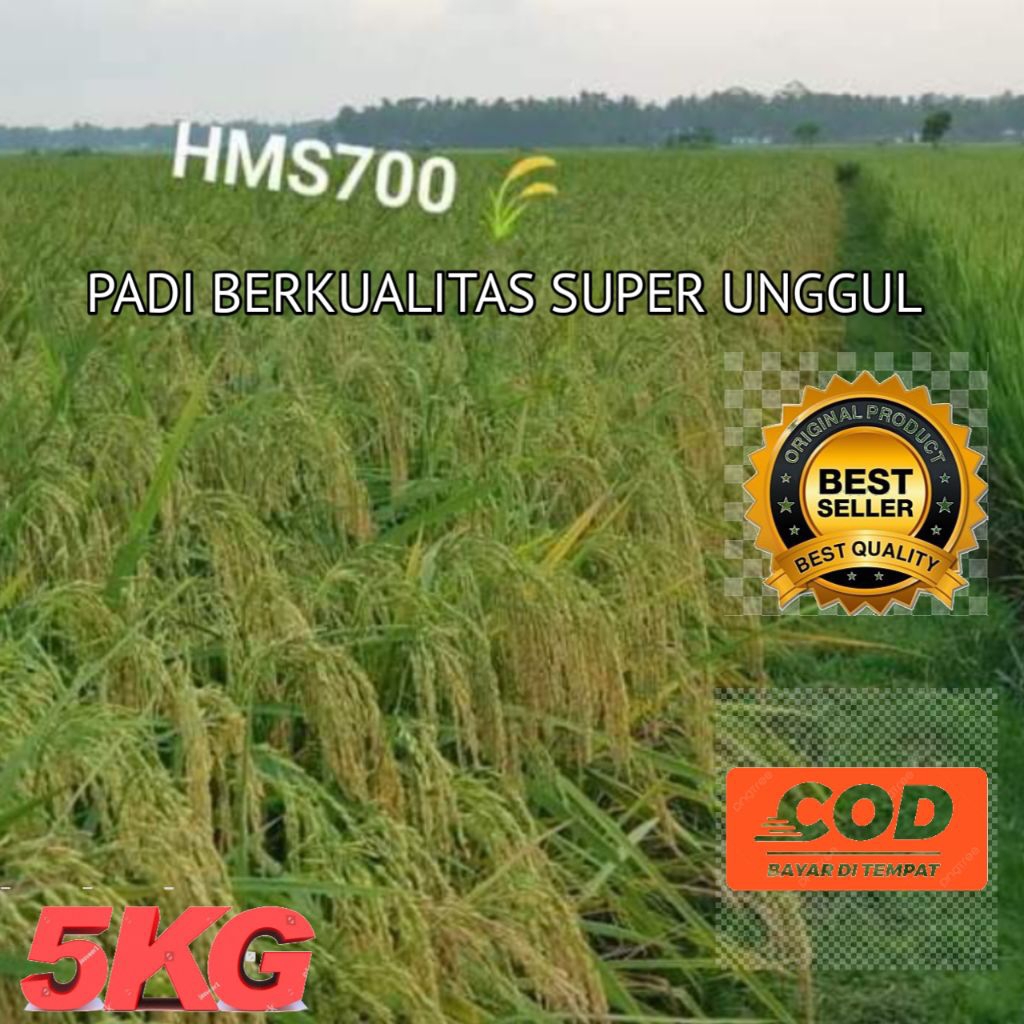 Benih Padi HMS 700 5kg