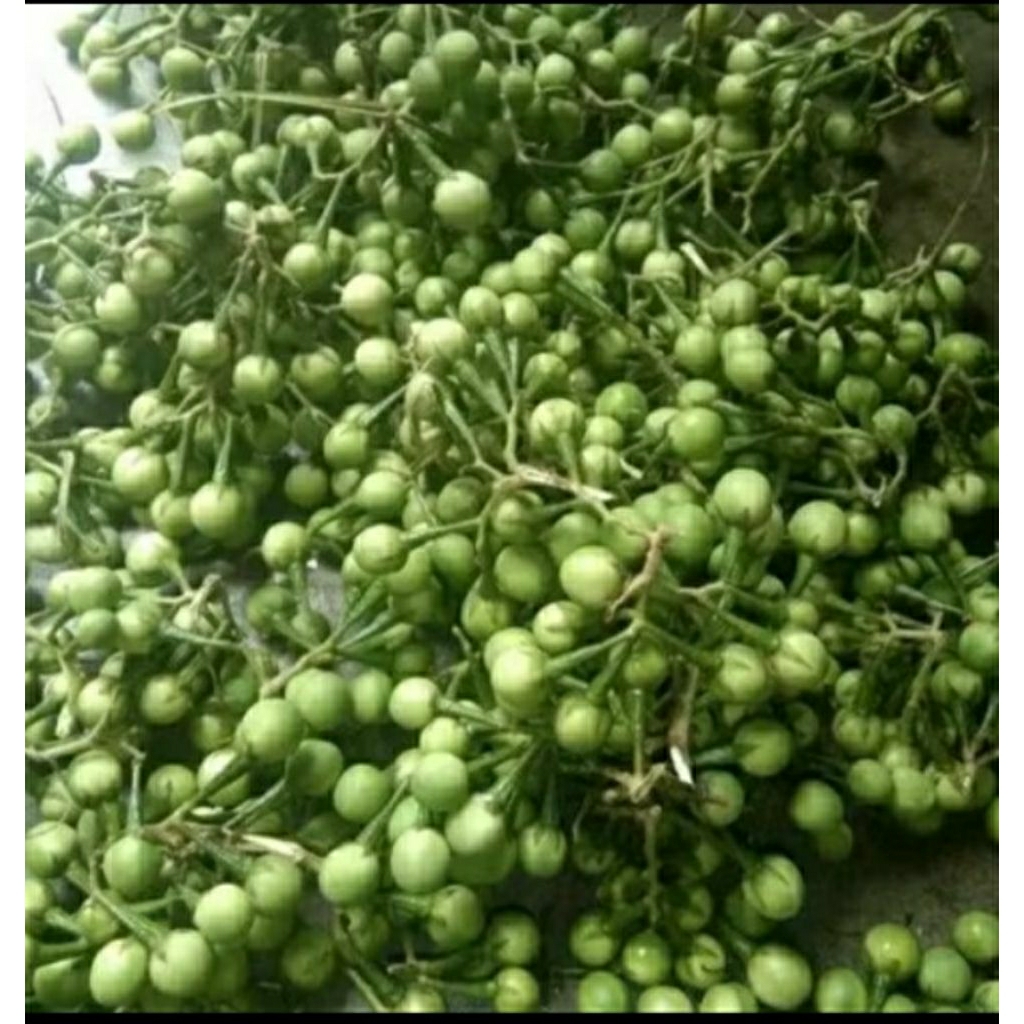 terong pokak, terong pipit, cepokak untuk herbal