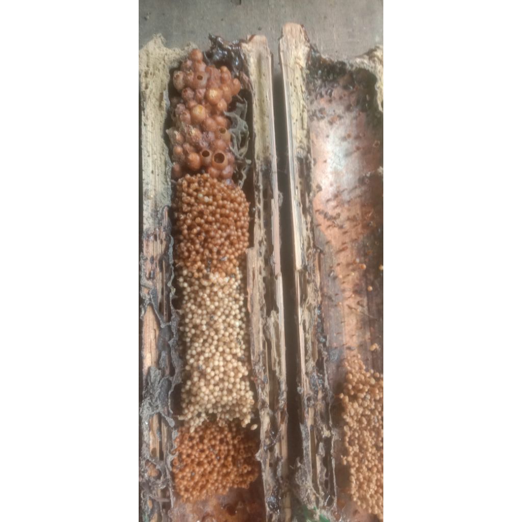 klanceng superan leavicep