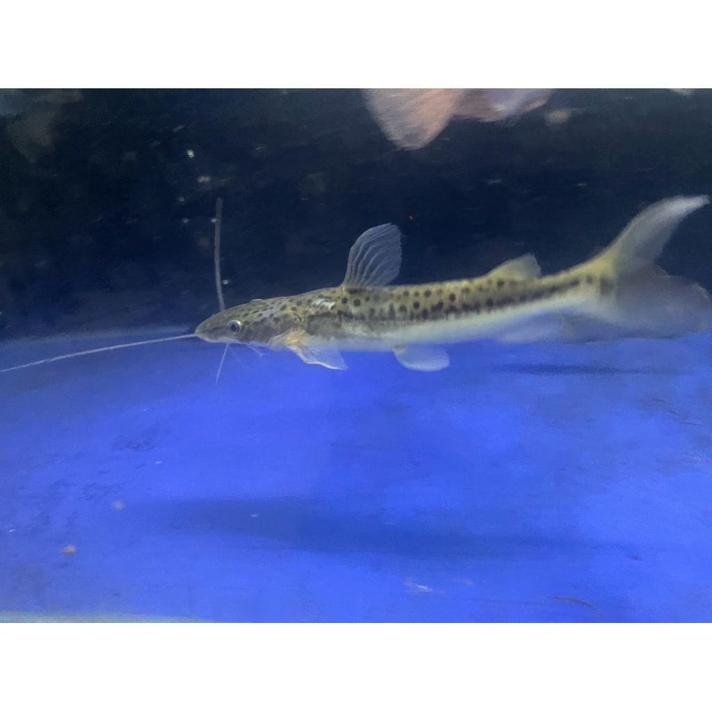 hiasan pajangan aquarium ikan Sorubim lima X TSN