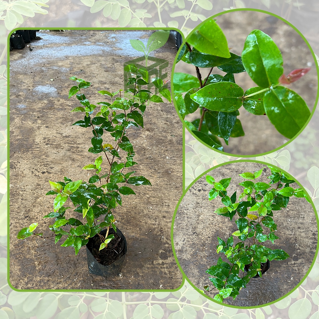 Bibit Tanaman Dewandaru Tanaman Herbal Dewandaru Siyanto