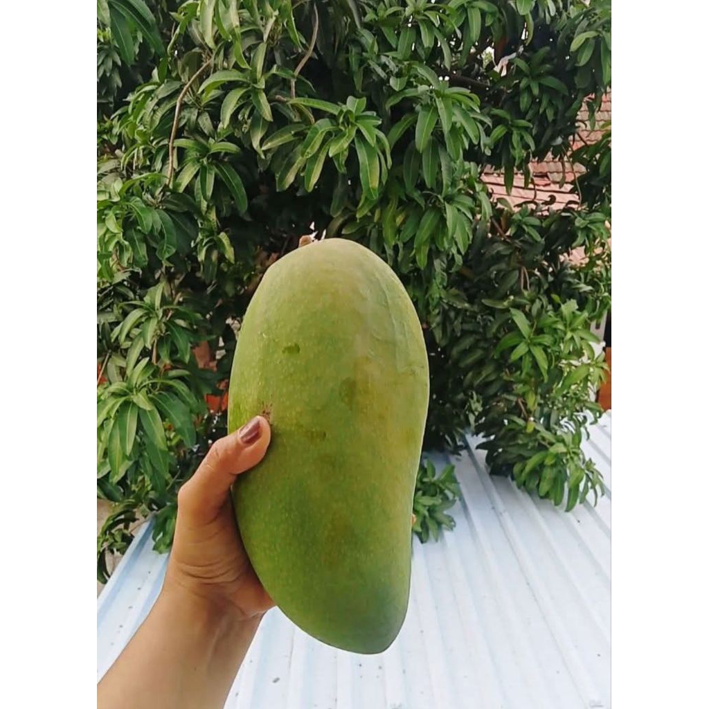 bibit mangga KIOJAY madu jumbo tabulampot