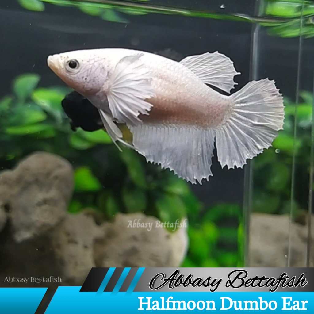 Siap Breed Halfmoon Dumbo Ear White Platinum Female Real Picture
