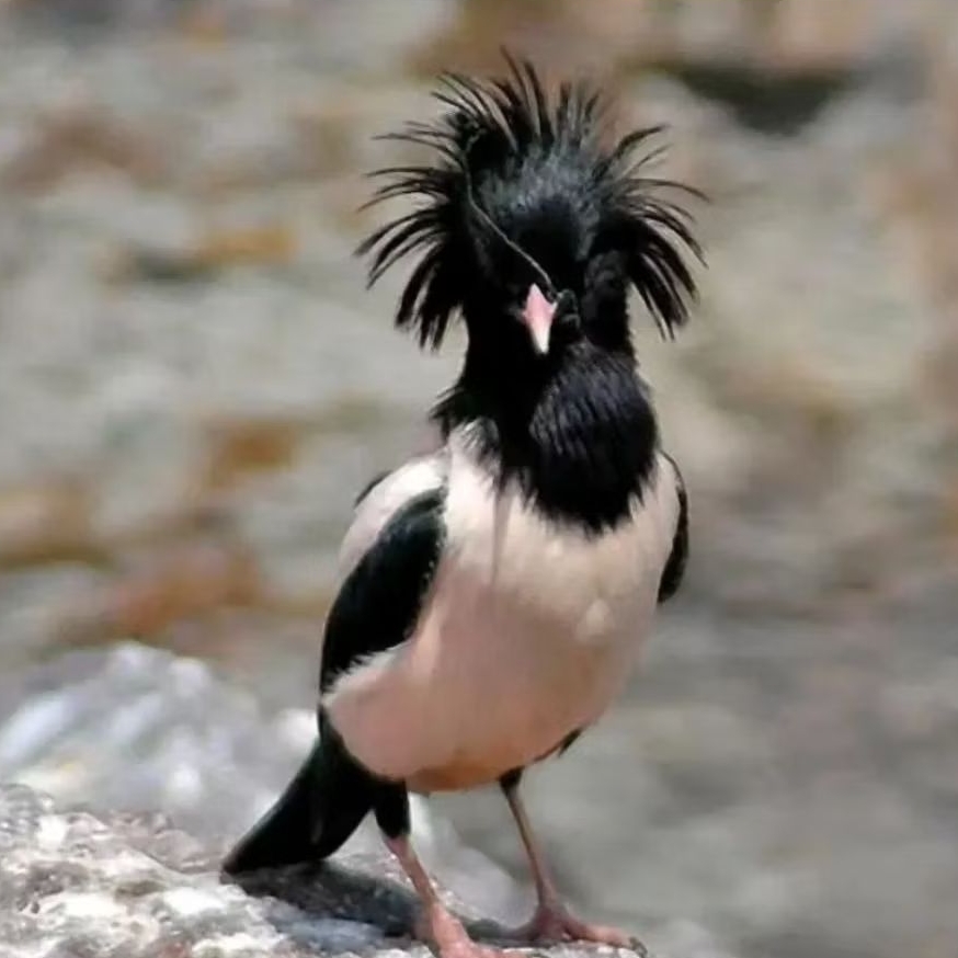 telur burung jalakMawar fertil asli