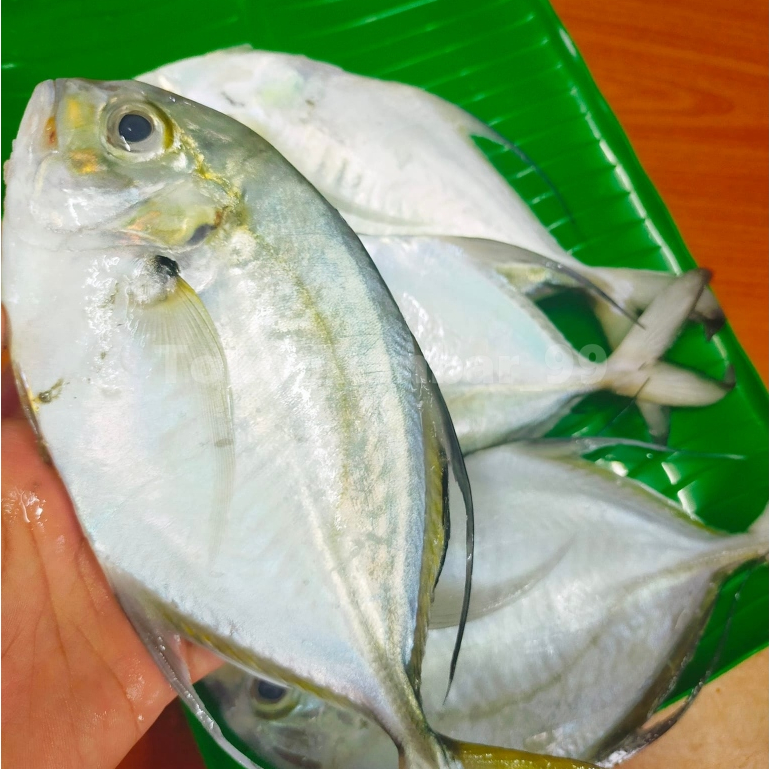 Ikan Kuwe Segar Ikan Kuwe 1Kg Ikan Kuwe Gepeng Ikan Kue Ikan Segar Seafood Ikan Laut