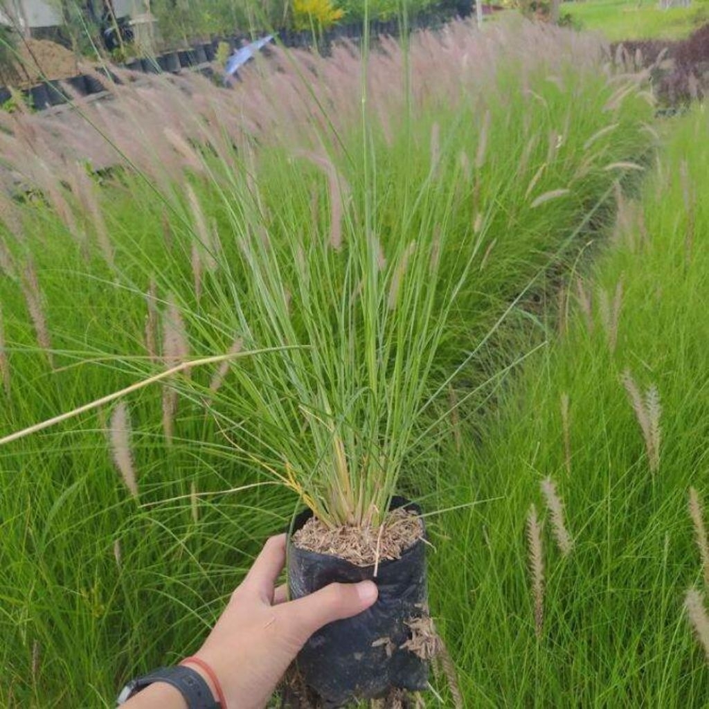 tanaman ekor kuda ilalang