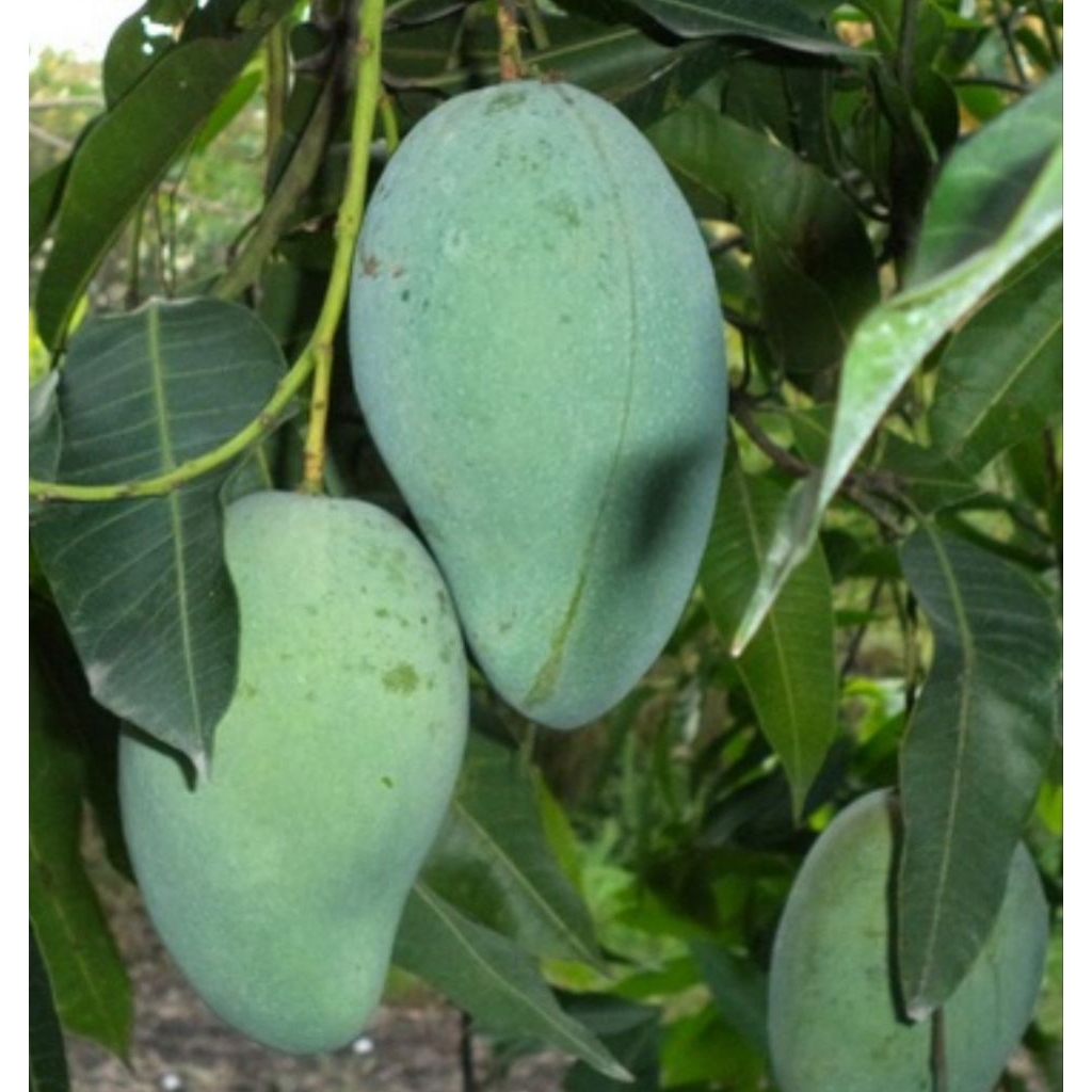 MANGGA GADUNG MUDA MENGKAL 1kg