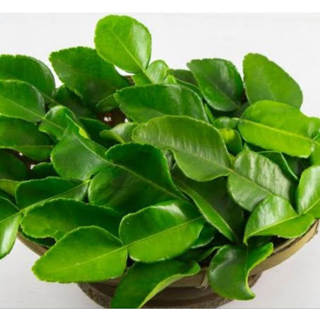 DAUN JERUK NIPIS / JERUK PURUT
