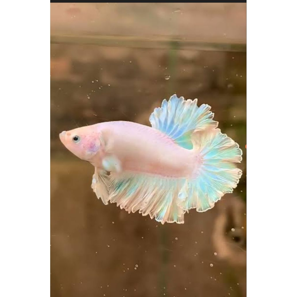 cupang rostail (kriwil)