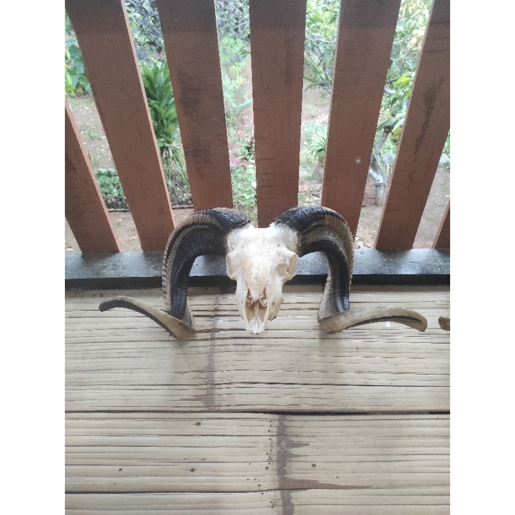 Hiasan Antik Asli Tanduk Domba Garut Keren