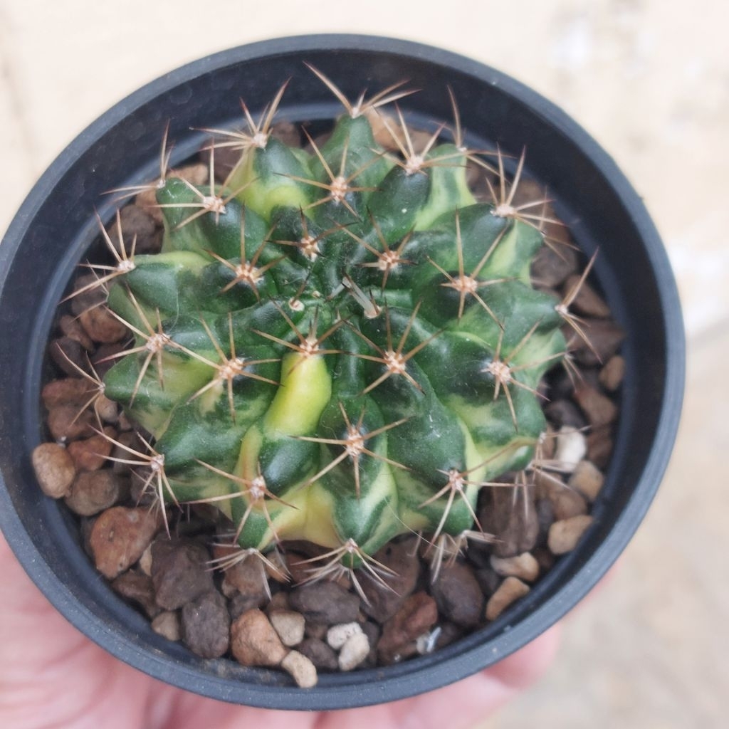Gymno ID Gymnocalycium Marble Kaktus Palembang Sukulen mini