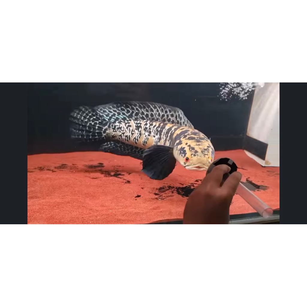 (C O D) MARU YELLOW SENTARUM/MARU YS JUMBO UKURAN 20-26CM