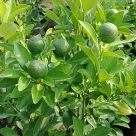 bibit buah jeruk sonkit/ jeruk kunci sudah berbuah