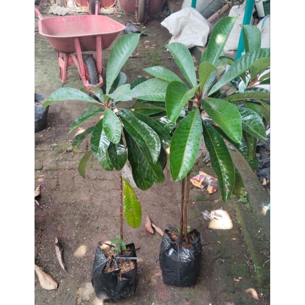 Mamey Sapote Lorito Sambung Susu