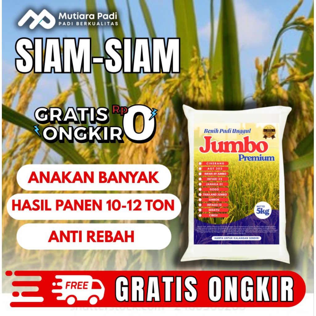 benih padi bibit padi siam siam kemasan 5 kg