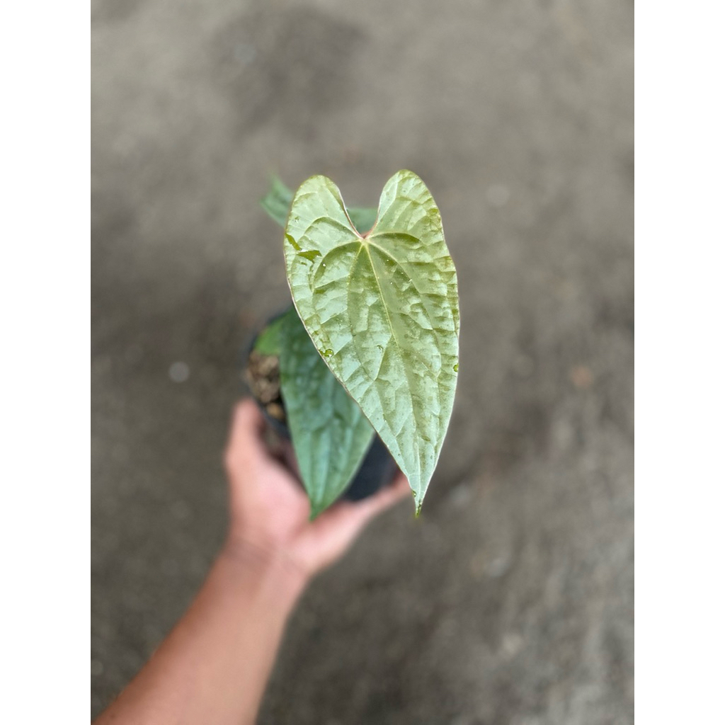 Anthurium Luxurian x Anthurium Bvit