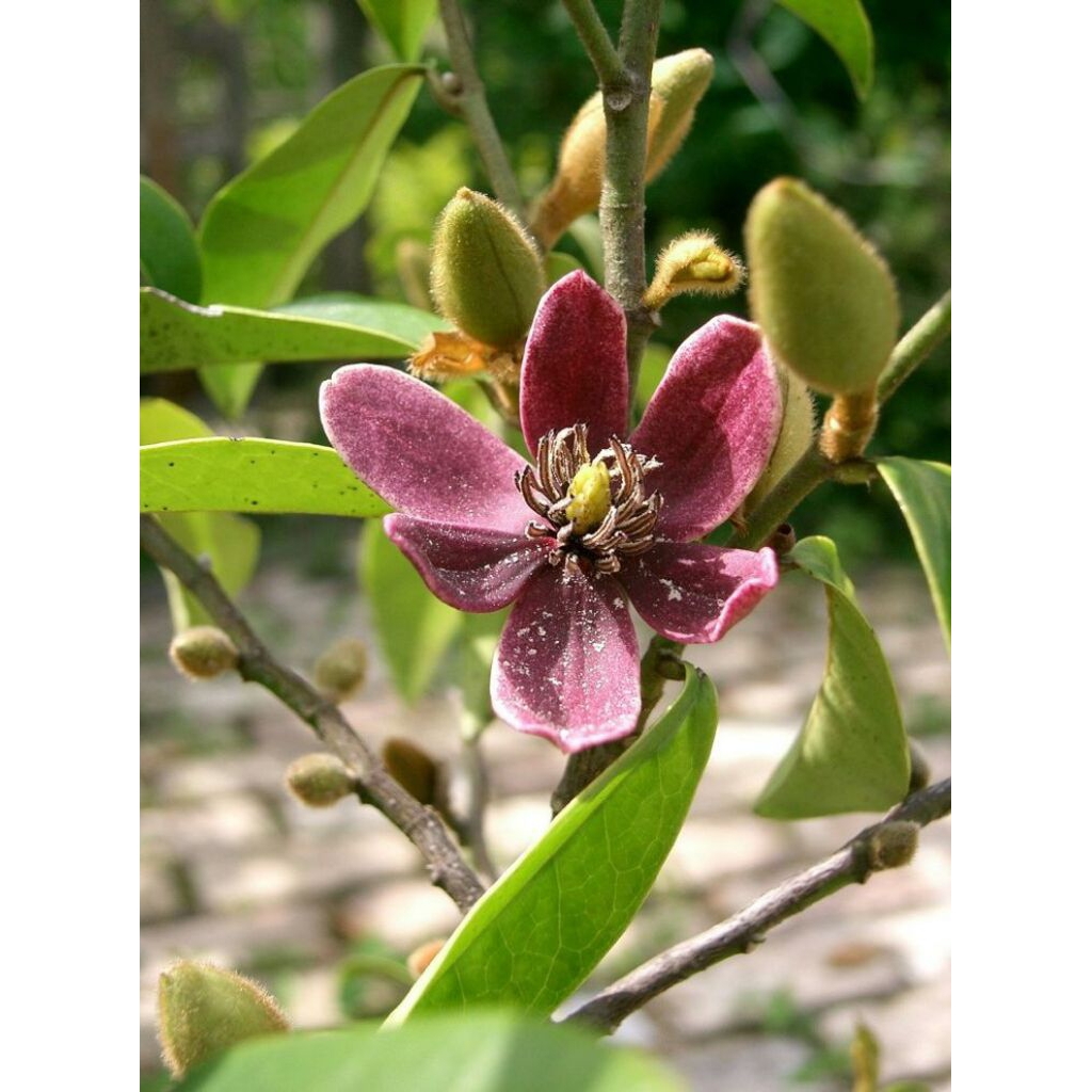 Tanaman Cempaka Mulya Ungu (Purple Magnolia Figo).