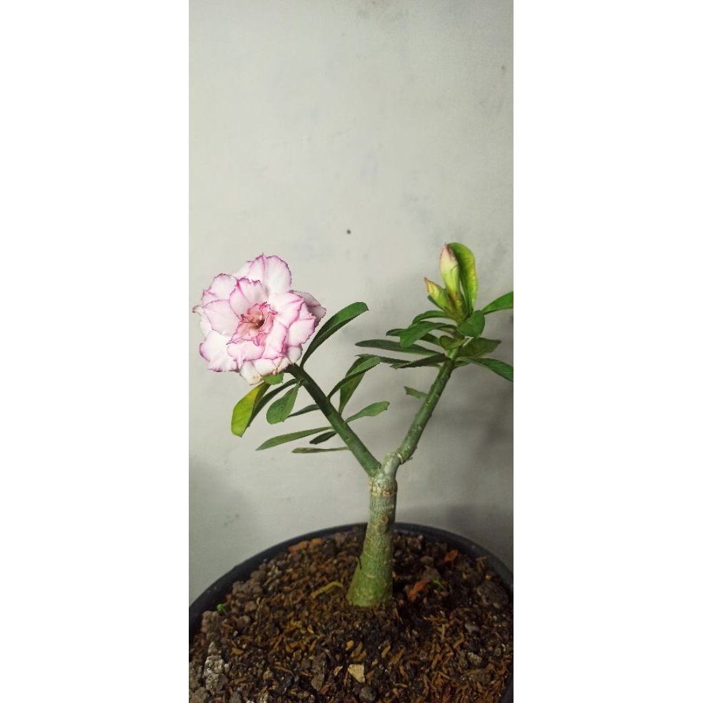 Adenium Sudah Berbunga ID FIRST LOVE Bunga Tumpuk