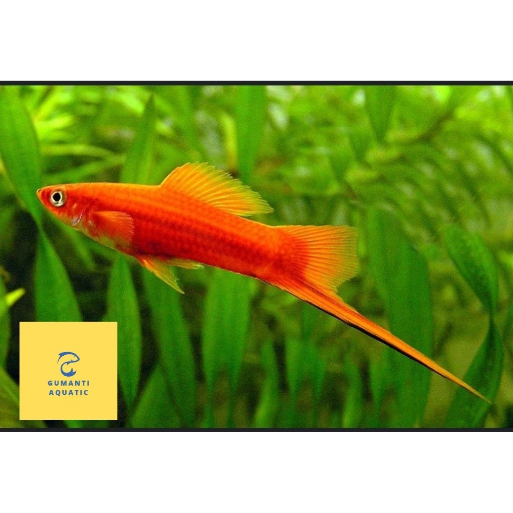 PLATY Sword tail PLATY PEDANG  AKUARIUM AQUASCAPE
