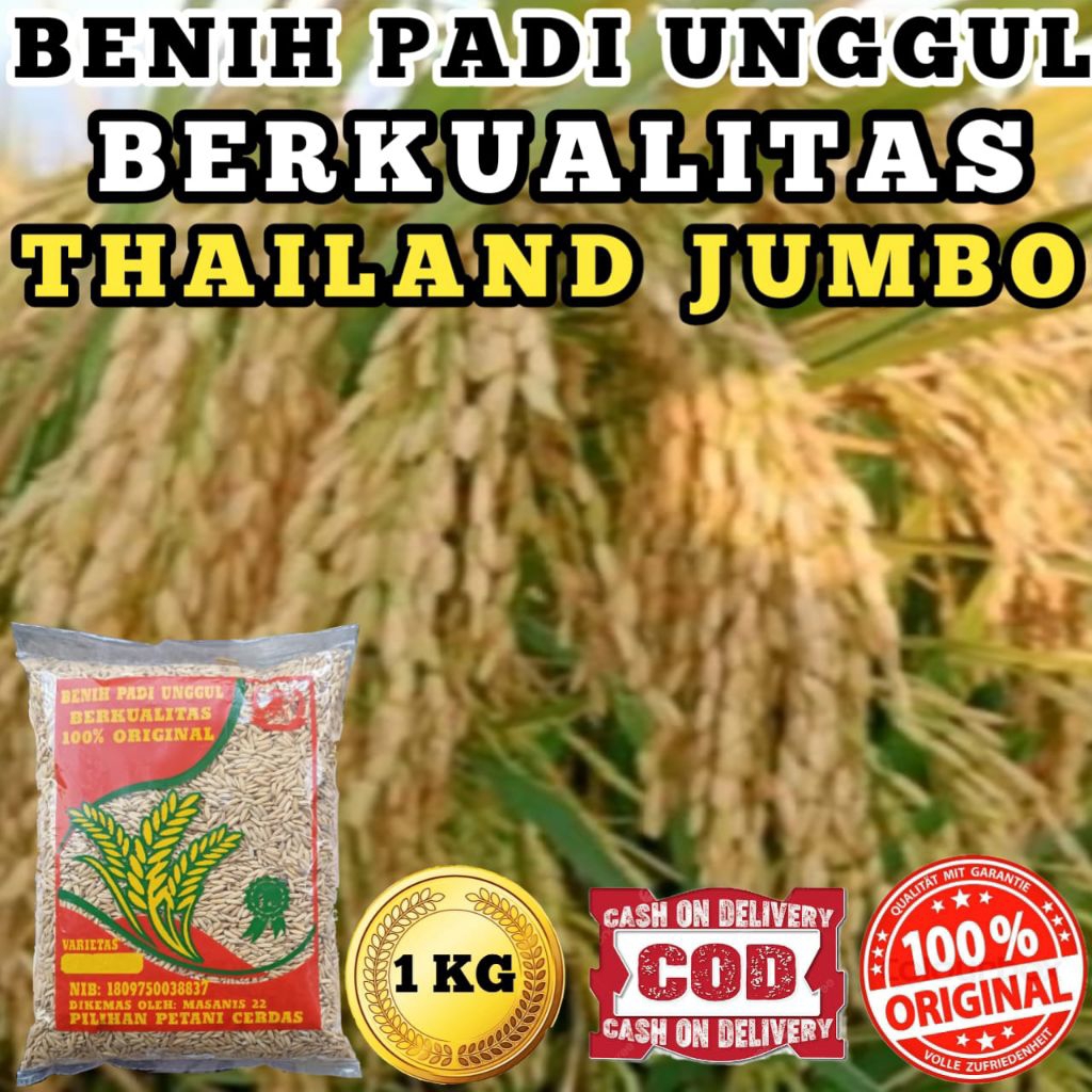 BENIH PADI UNGGUL BERKUALITAS THAILAND JUMBO
