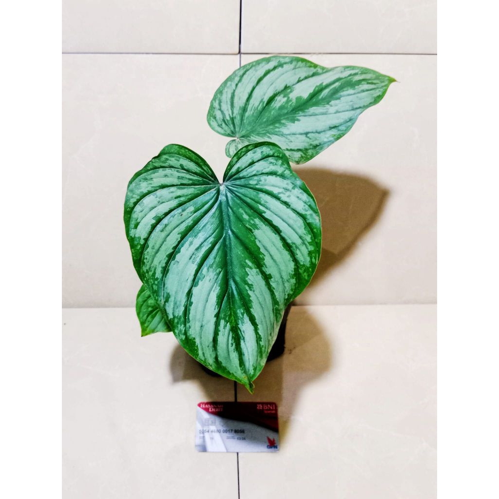 pilodendron mame silver shwott