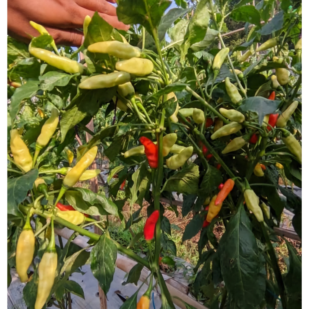 Zico Stored Benih Unggul Cabe Rawit Bestop / Bibit Unggul Cabai Rawit Bergerombol Dompol Tahan Virus