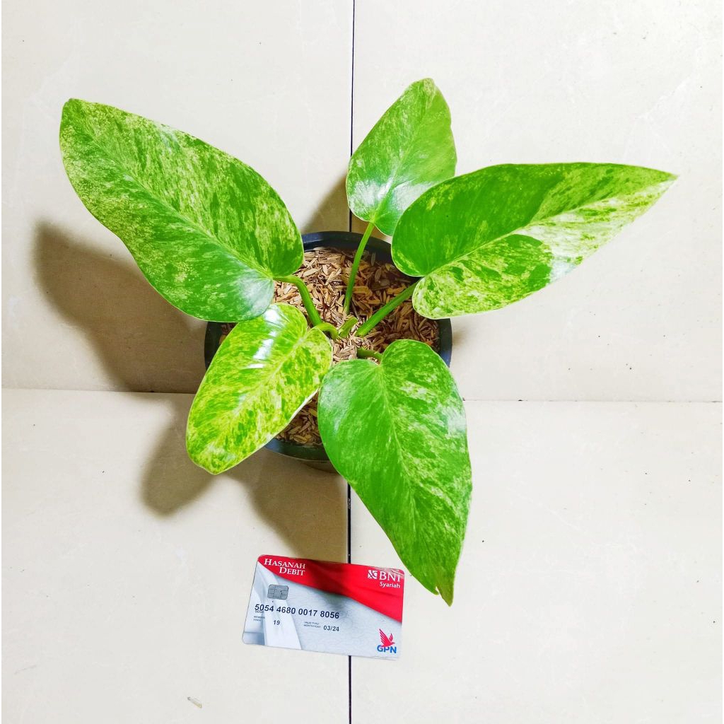 giganteum marble varigata