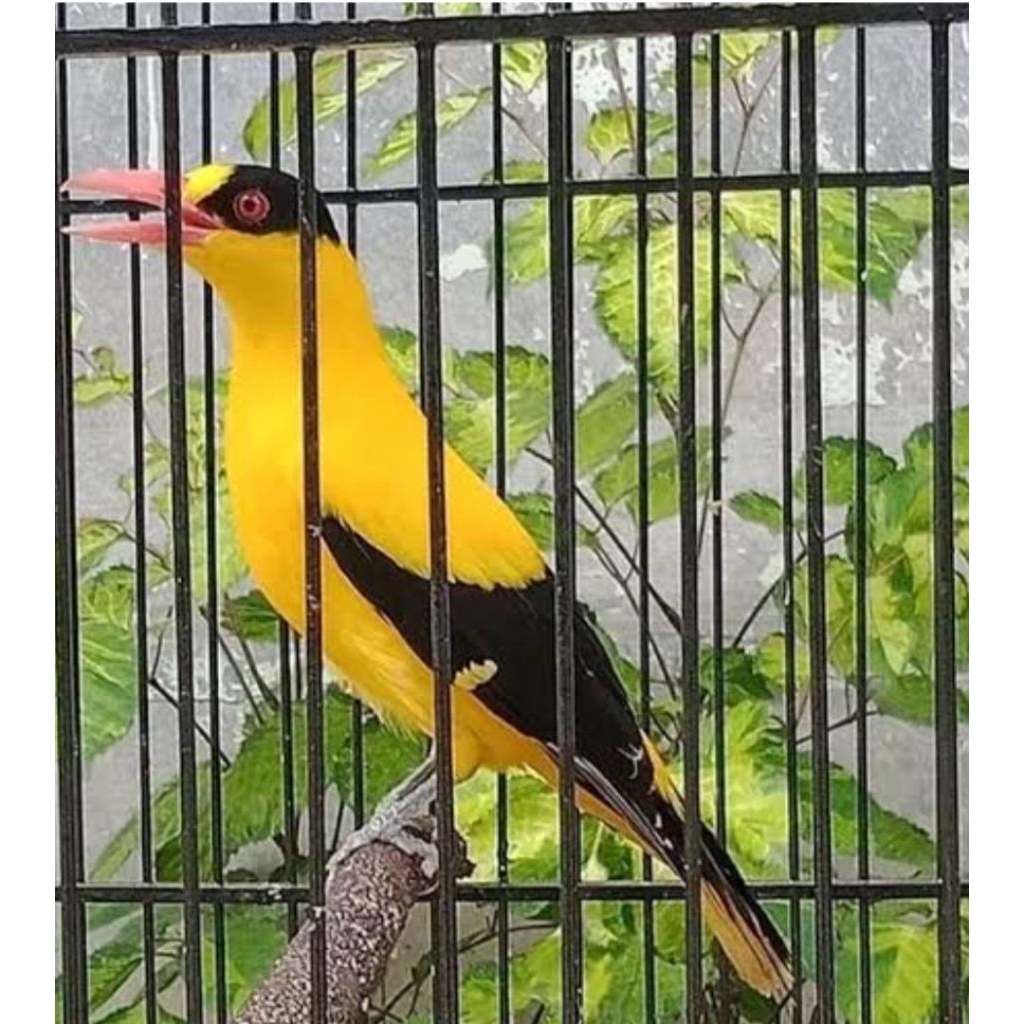 burung kepodang rawatan