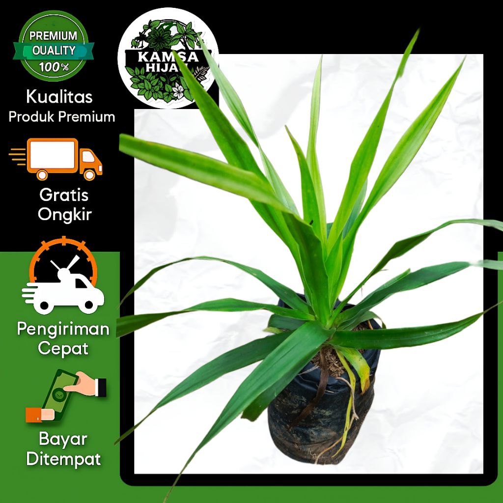 Bibit Pandan Bali Hidup – Tanaman Hias Taman Premium