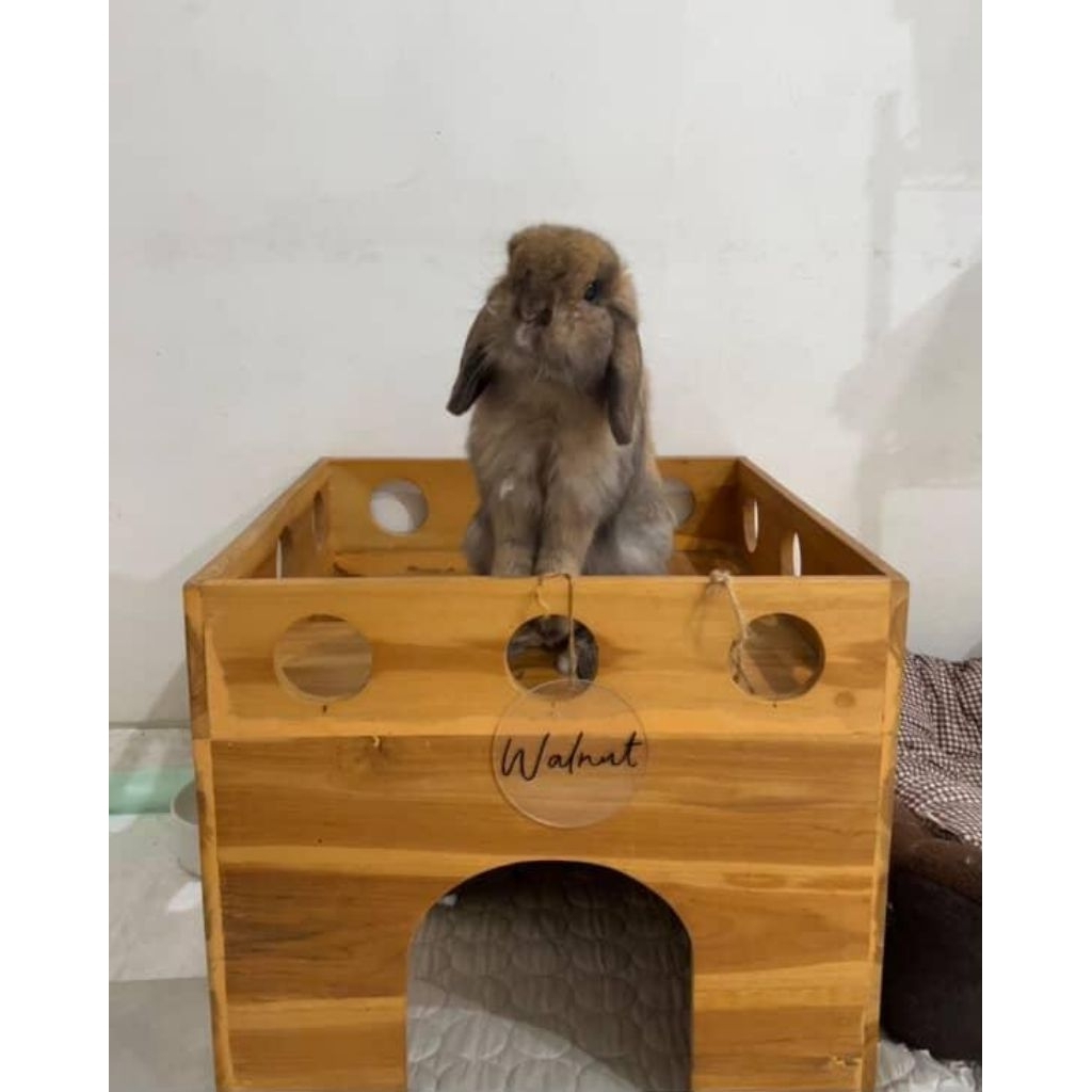 Rumah Kelinci Kayu Rumah kelinci