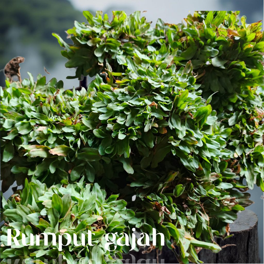 RUMPUT GAJAH MINI . TAMAN KUBURAN