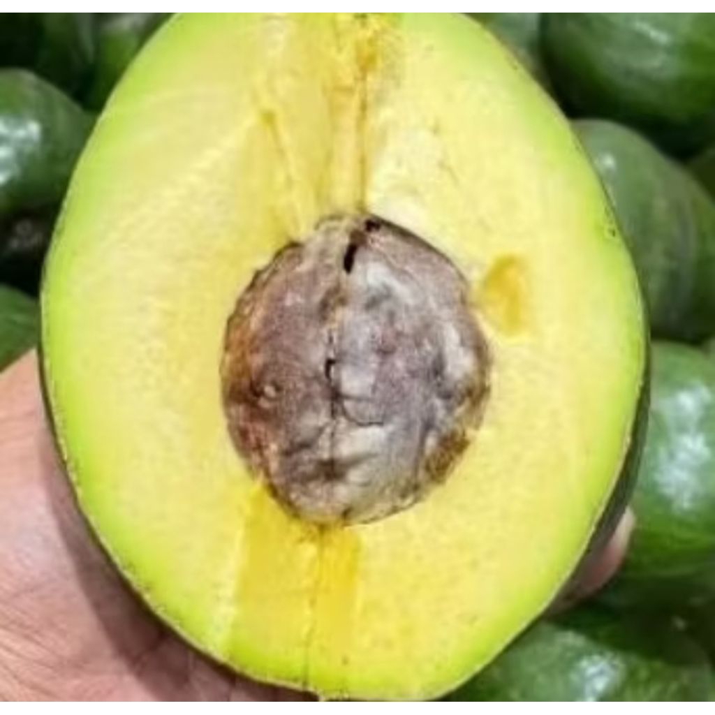 Alpukat mentega 1 kg / Alpukat mentega kualitas super 1 kg