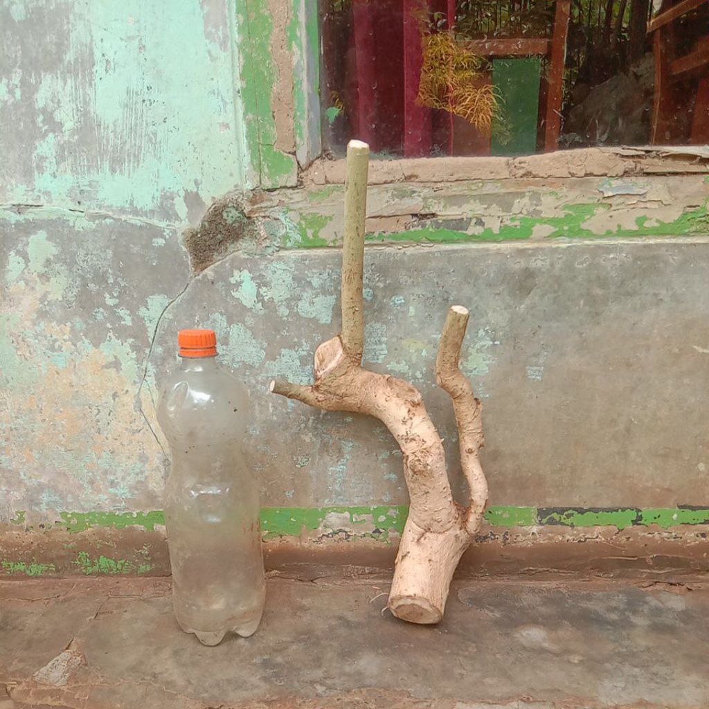 bahan bonsai serut dongkelan berkarakter untuk twin trunk unik