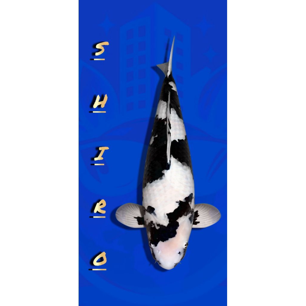 Ikan Koi Shiro 25-30 cm/koi shiro/shiro koi