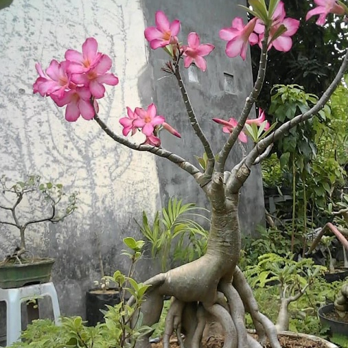 Biji Benih Bibit Adenium Arabicum Black Giant