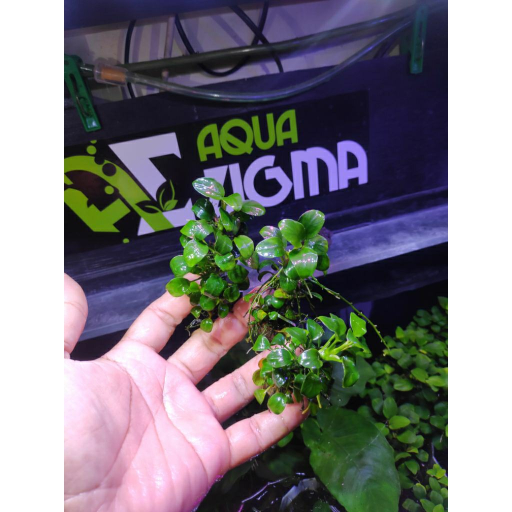 Anubias Petite MP
