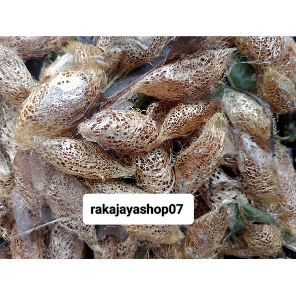 kepompong ulat alpukat per 20 ekor