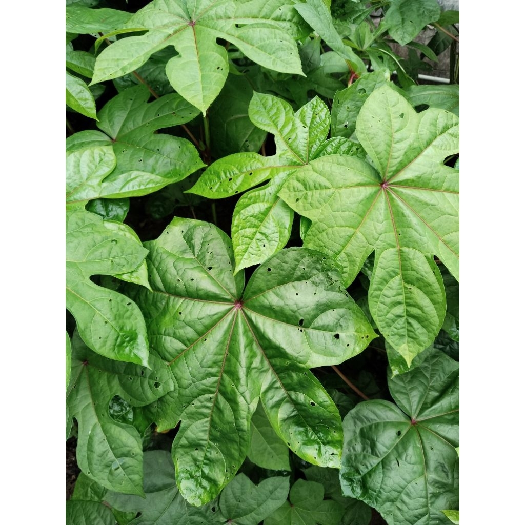 Daun Singkong Papua Pakan Ternak 1 kg