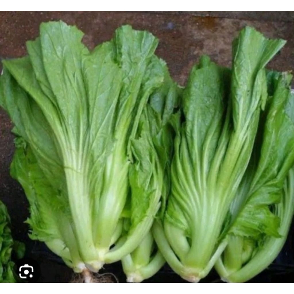 Sawi hijau/Sawi Pahit