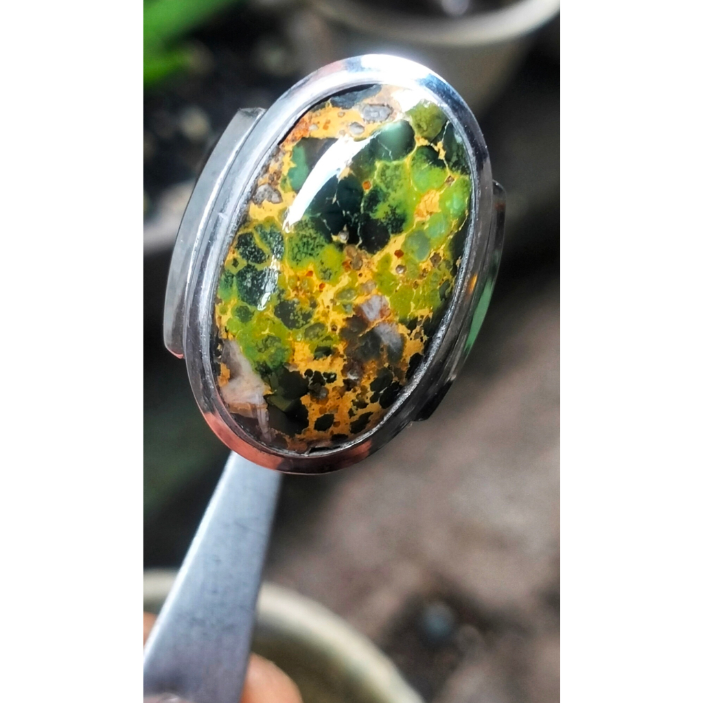 Pirus Persia Hijau Gradasi Natural