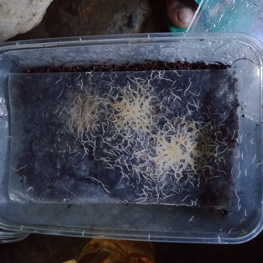 grindal worm pakan ikan hias, +pakan grindal worm