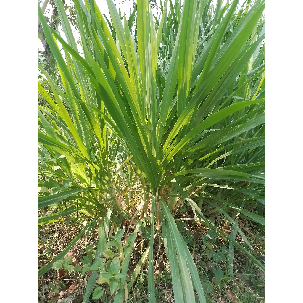 Bibit Rumput Odot Super