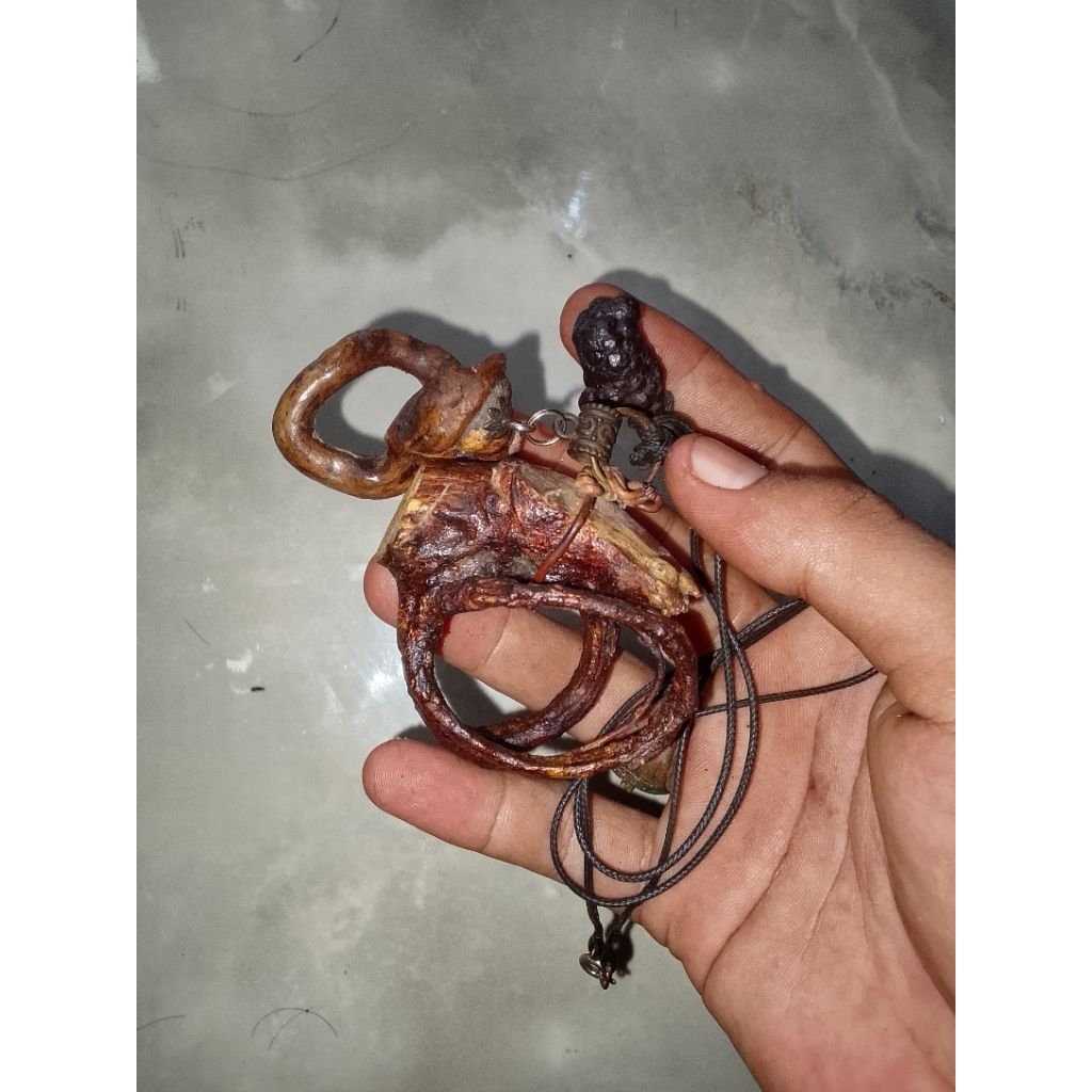 akar pohon mimang asli alam